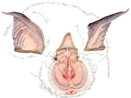 A la découverte des chauves-souris de l'Eglise d'Entraunes