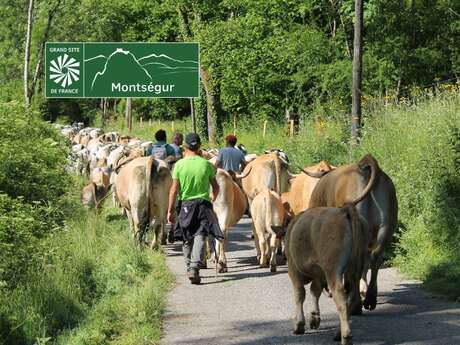 Édition #2 - Promenons-nous dans les fermes du Pays d'Olmes