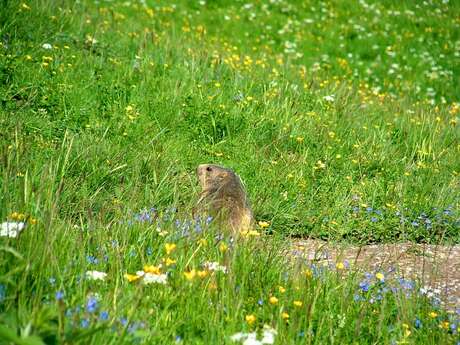 Hiking 1/2 day - Marmots