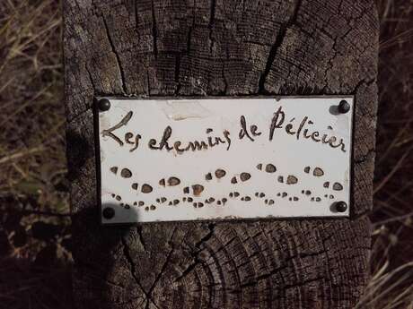 MANOSQUE - Les chemins de la forêt de Pélicier