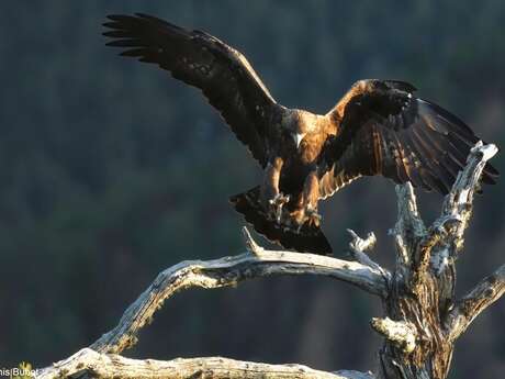 Aigle