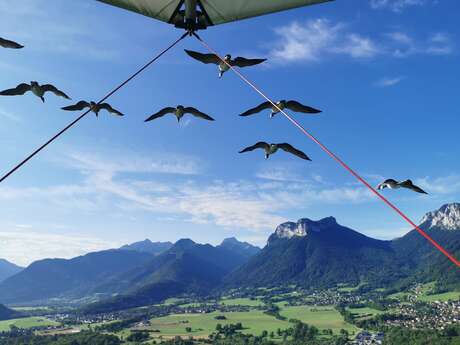 Microlight flight with migratory birds