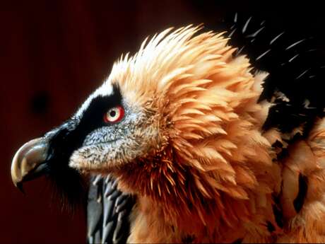 Découverte du Gypaète