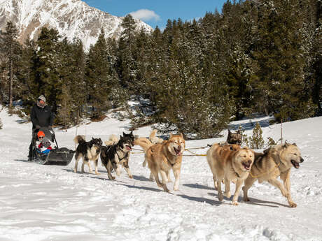 Chiens de traineau