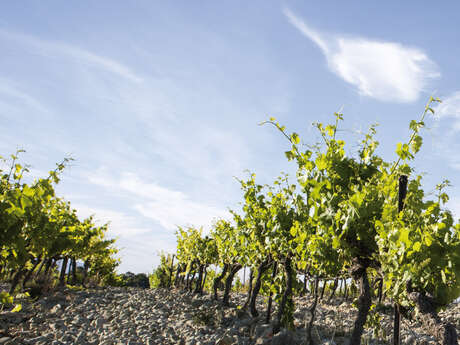 Vignobles la Florane et l’Echevin
