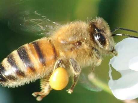 Les Ruchers de Puget-Ville