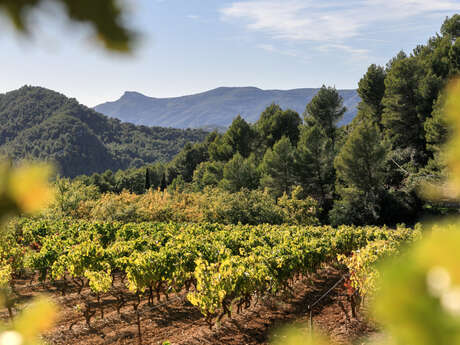 Les Vignerons du Garlaban