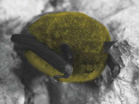 Explorer le monde des chauves-souris