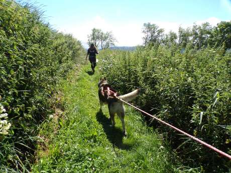 Cani pasea con Husky Evasion