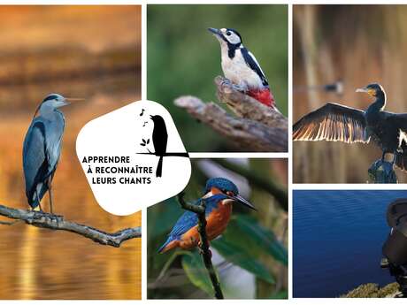 Balade ornitho - Découvrir les chants d’oiseaux - Autres Versants