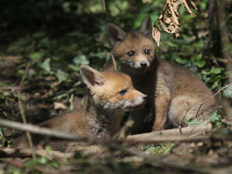 Mystères et croyances sur les animaux de la forêt