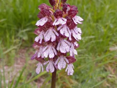 Les orchidées sauvages des vallées de la Roya et de la Bévéra