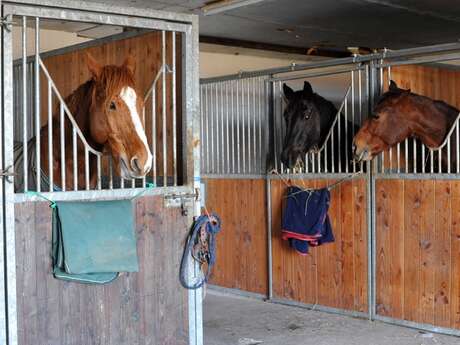 Horse boarding for vacations and all year round