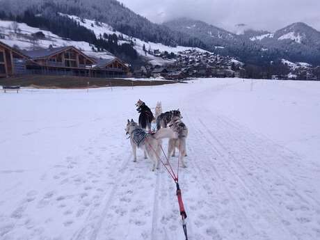 Mushing et chiens de traîneau Bernex