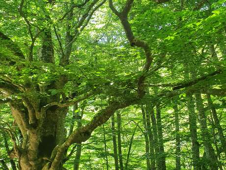 Séjour Retrouvance® Jeûne Hydrique et Nature