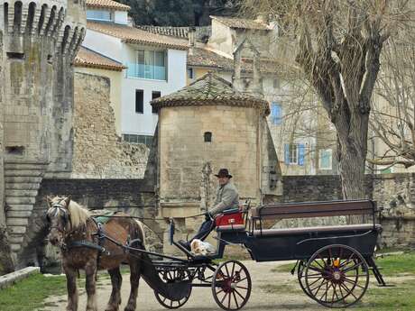 Balade en calèche avec Pernes à Cheval