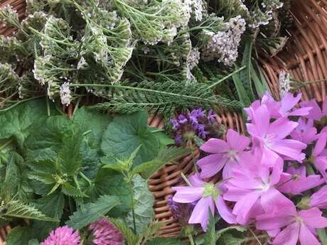 Sortie nature : Les bonnes mauvaises herbes