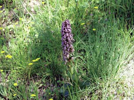 Balade découverte des plantes sauvages à la Font de Mai