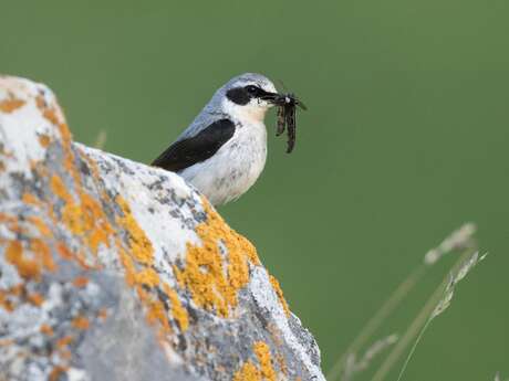 Sorties ornithologiques / à l’écoute des chants d’oiseaux