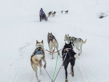 Chiens de traîneau randonnée aventure - Alpi Traineau