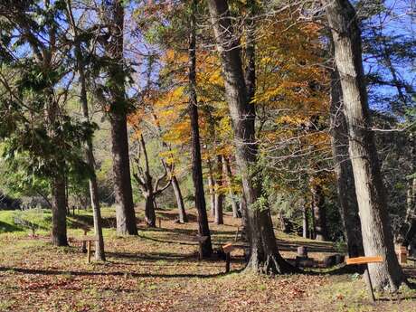 Balade guidée : À la rencontre des arbres avec Vincent Blondel