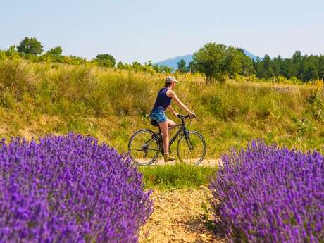 Lavendel-Radtour