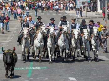 Feria - Concours d’abrivados