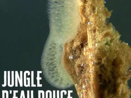 Diffusion Musée Micro-Folie - "Jungle d'eau douce - La vie secrète des gravières"