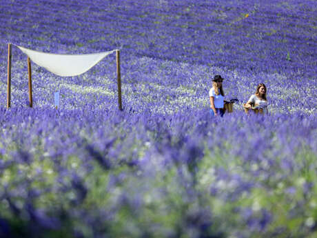 Visit Lavender field in Aix en Provence