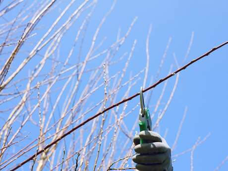 Stage "La taille douce des arbres fruitiers à noyaux"