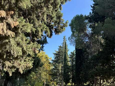 La nécropole des Alyscamps et l'église Saint Honnorat