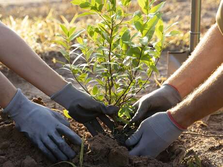La plantation - Apprentissage à la Maison de la Châtaigne La plantation - Apprentissage à la Maison de la Châtaigne
