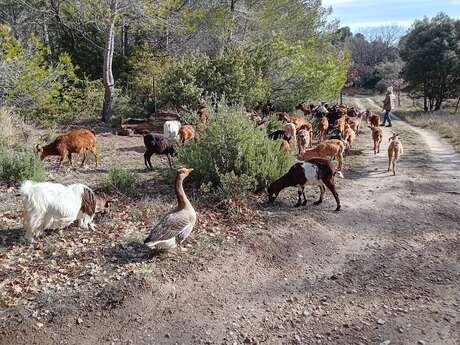 Les chevrettes de Malo