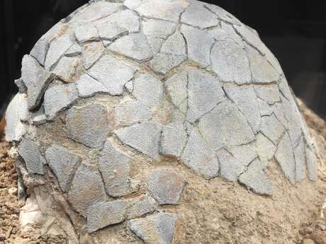 Visite commentée au Musée de Préhistoire régionale de Menton Visite commentée au Musée de Préhistoire régionale de Menton