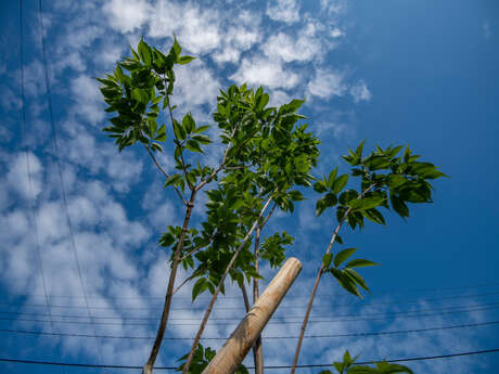 Atelier pratique : les arbres fruitiers