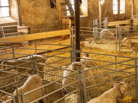 Visit to an Angora goat farm