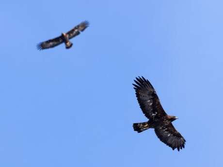 Balade découverte des rapaces