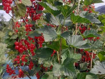 Les Champs de Prélauron