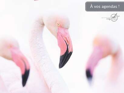 Formation flamant rose - Parc ornithologique du Pont de Gau