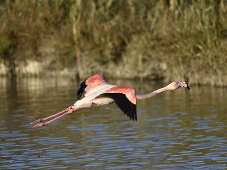 Oiseaux hivernants de Camargue