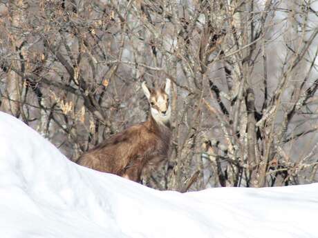 Sortie Raquettes : Les chamois ...le plaisir de les observer