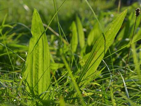 Les plantes compagnes du randonneur : Découverte et dégustation