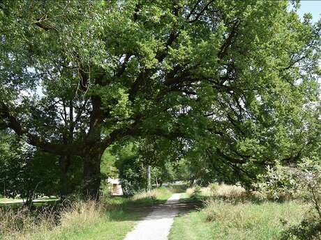 Conférence "Les arbres, intérêts, plantation et entretien"
