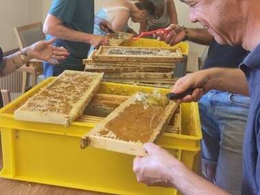 Récolte de miel