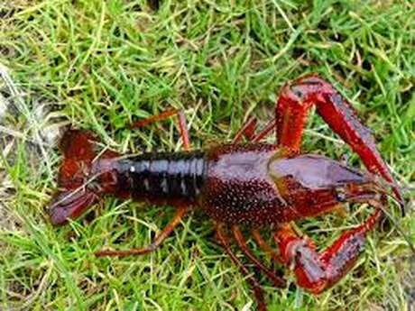 Pêche ancestrale des écrevisses