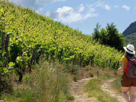 Micro-aventure - Des vignes du Revermont à celles du Bugey