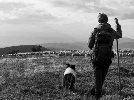 Exposition - Estive : berger sur les Hautes Chaumes