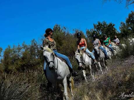 Visite guidée à cheval de la manade Coule