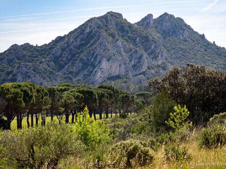 Domaine de la Vallongue