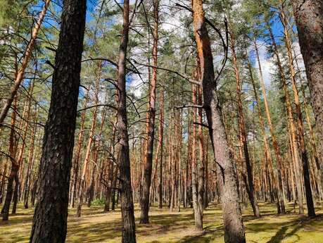 Après-midi jeux et spectacle dans les arbres